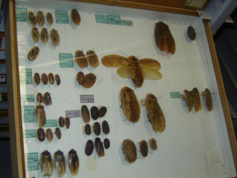In mehr als 13.000 einheitlichen Holzkästen sind die über drei Millionen Insekten archiviert. In mehr als 13.000 einheitlichen Holzkästen sind die über drei Millionen Insekten archiviert.