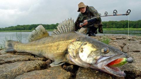 Der Angler René Grenz aus Frankfurt (Oder) mit einem 90 Zentimeter langen und rund sieben Kilogramm schweren Zander am deutsch-polnischen Grenzfluss Oder nahe Lebus im Jahr 2003