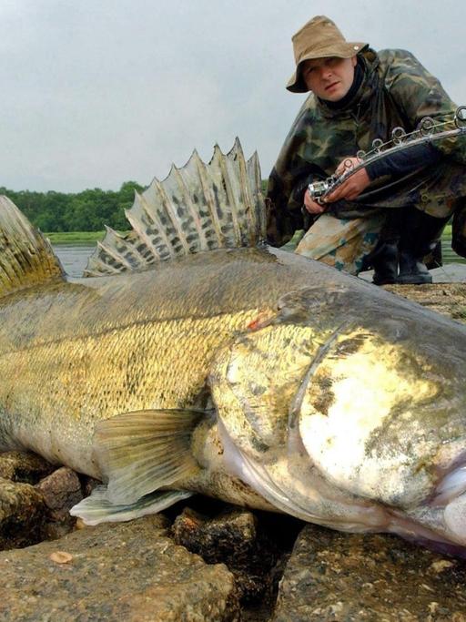 Der Angler René Grenz aus Frankfurt (Oder) mit einem 90 Zentimeter langen und rund sieben Kilogramm schweren Zander am deutsch-polnischen Grenzfluss Oder nahe Lebus im Jahr 2003