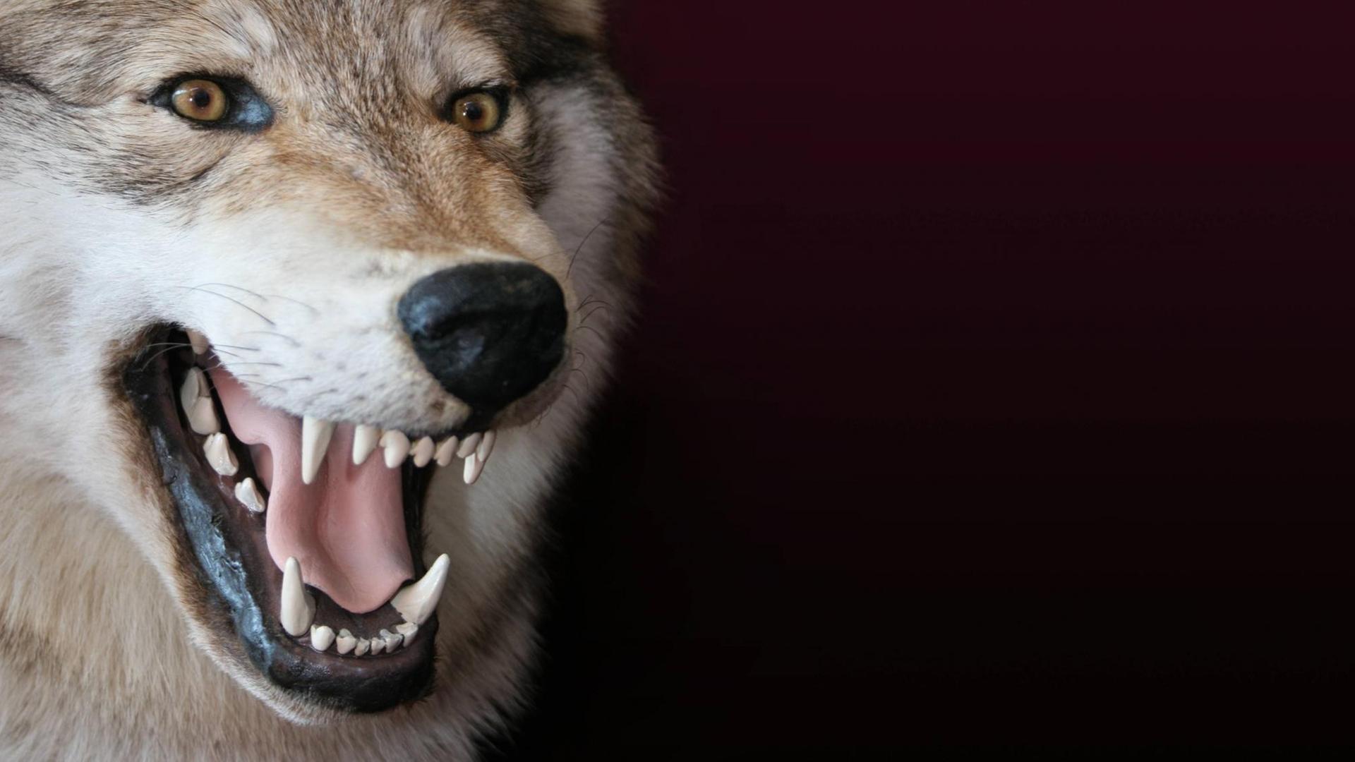 Ein Wolf fletscht die Zähne. Ein Wolf fletscht die Zähne.