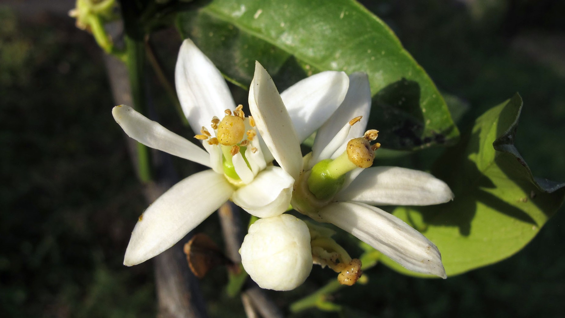 Orangenblüten | hoerspielundfeature.de