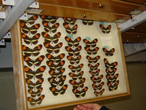 Eine Auswahl der exotischen Schmetterlinge von Müncheberg.
