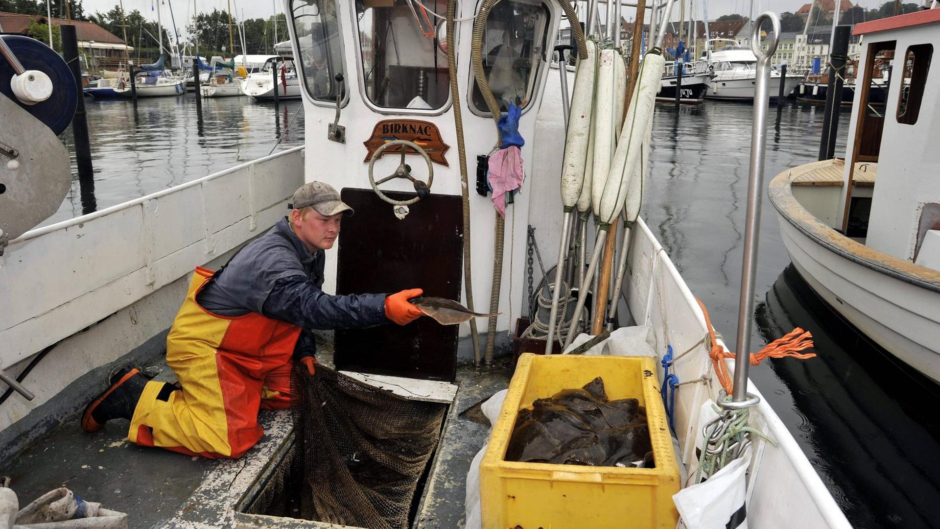 Fischer sortieren, wiegen und verarbeiten den Fang des Tages - rund 15 Kilo Schollen und Flundern am Hafen von Flensburg. Fischer sortieren, wiegen und verarbeiten den Fang des Tages - rund 15 Kilo Schollen und Flundern am Hafen von Flensburg.