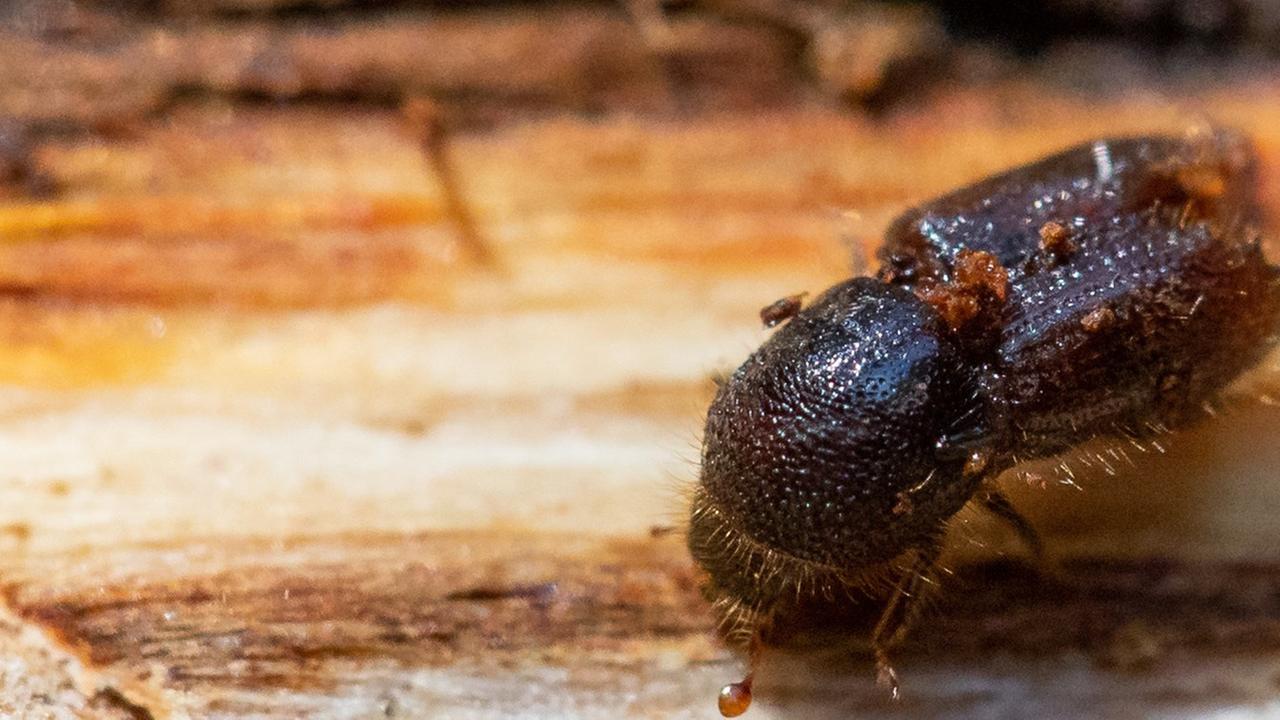 Ein Borkenkäfer Ein Borkenkäfer