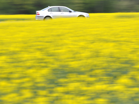 Ein Auto fährt bei Landau in der Pfalz an einem blühenden Rapsfeld vorbei Ein Auto fährt bei Landau in der Pfalz an einem blühenden Rapsfeld vorbei