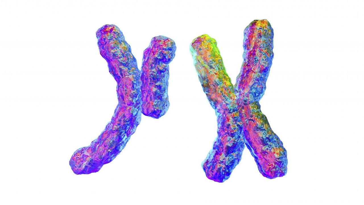 Computerillustration eines Y- und eines X-Cromosoms