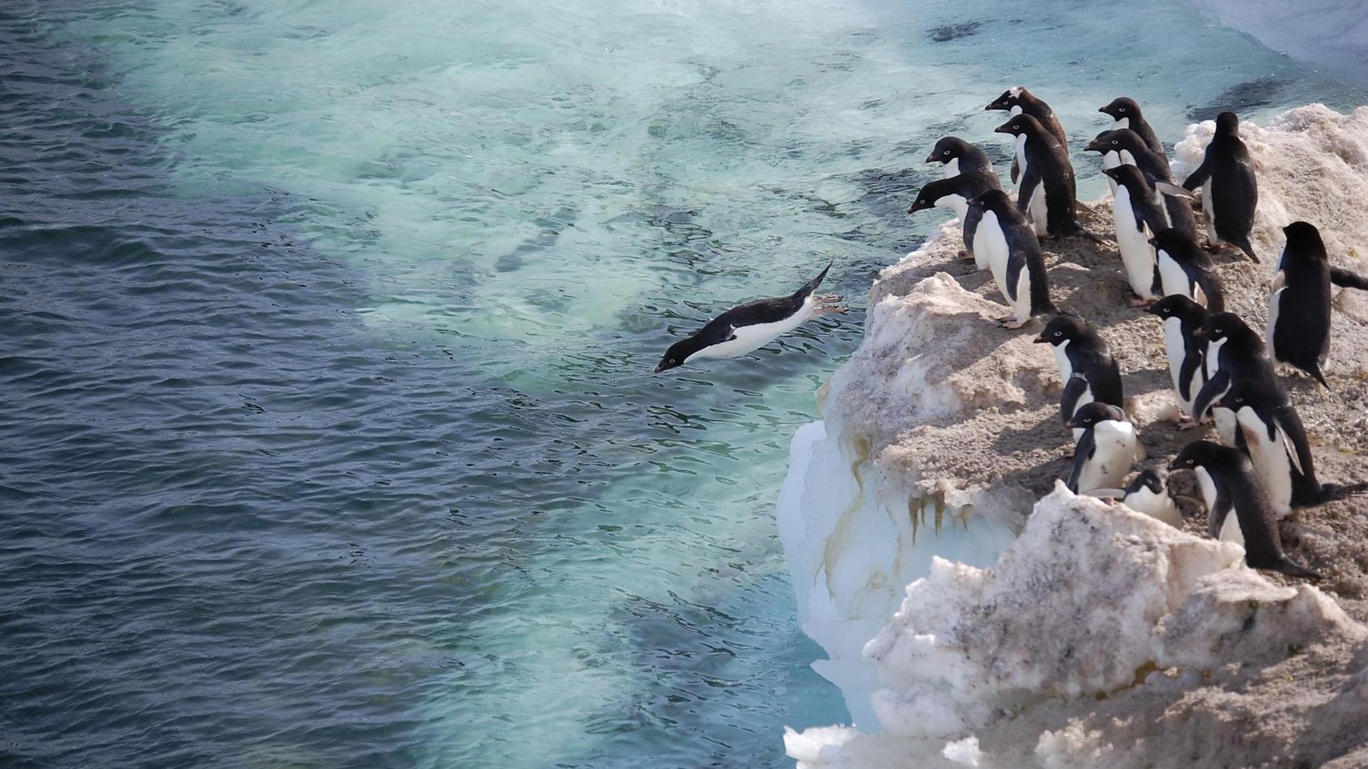 Adeliepinguine springen von einem Eisberg aus ins Meer. Adeliepinguine springen von einem Eisberg aus ins Meer.
