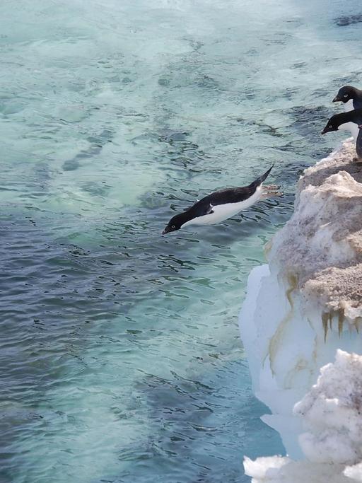 Adeliepinguine springen von einem Eisberg aus ins Meer.