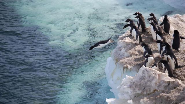 Adeliepinguine springen von einem Eisberg aus ins Meer.