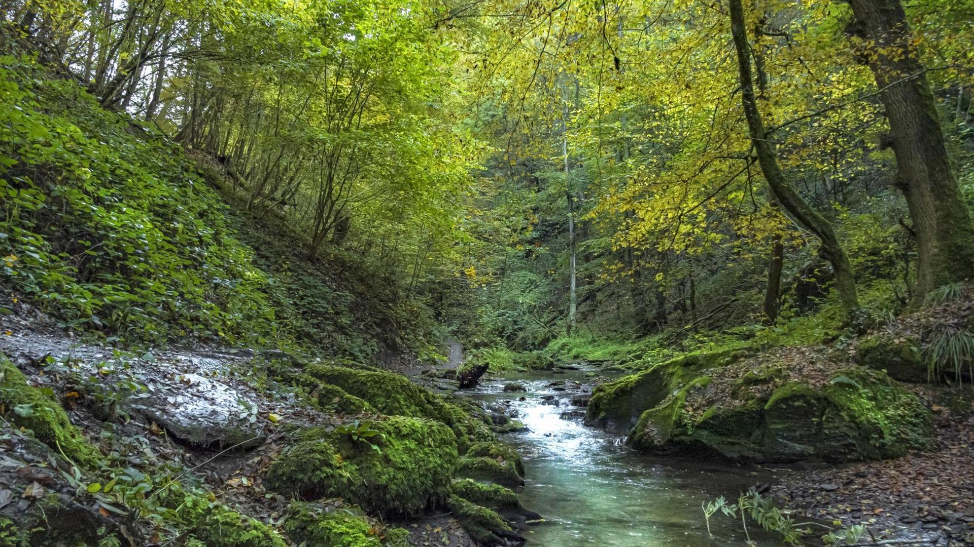 Das Bild zeigt einen Bach, der durch einen Wald fließt. Das Bild zeigt einen Bach, der durch einen Wald fließt.