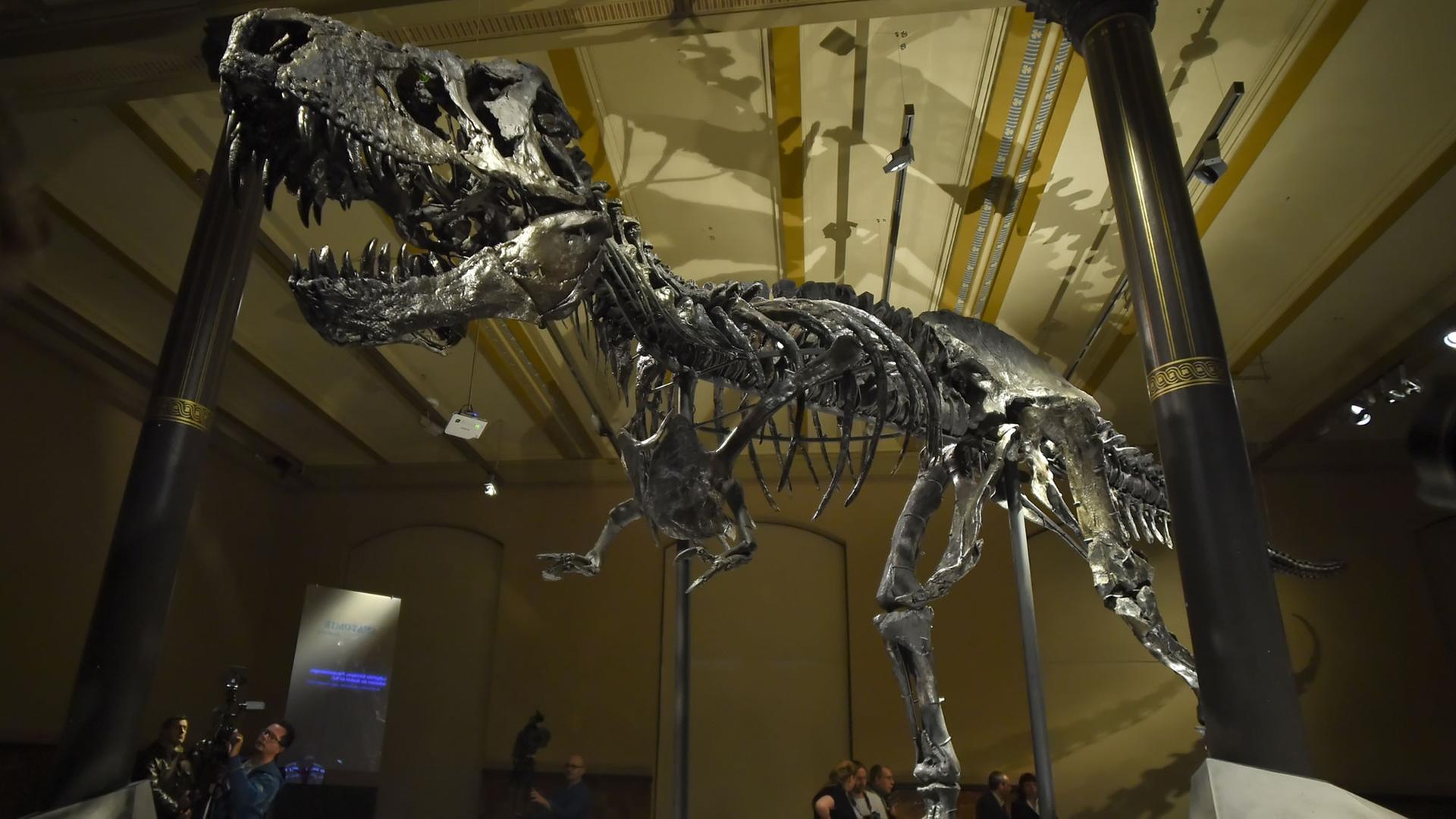 Das Skelett des Tyrannosaurus Rex namens "Tristan Otto" ist am 16.12.2015 im Naturkundemuseum in Berlin ausgestellt. Mit rund vier Metern Höhe und zwölf Metern Länge dominiert er die neue Schau zum Thema T. rex, die Besuchern von Donnerstag an im Berliner Naturkundemuseum offensteht. Foto: Britta Pedersen/dpa (zu dpa "T. rex zeigt Berlin die Zähne - Schau mit originalem Dino-Skelett" am 16.12.2015) Das Skelett des Tyrannosaurus Rex namens "Tristan Otto" ist am 16.12.2015 im Naturkundemuseum in Berlin ausgestellt. Mit rund vier Metern Höhe und zwölf Metern Länge dominiert er die neue Schau zum Thema T. rex, die Besuchern von Donnerstag an im Berliner Naturkundemuseum offensteht. Foto: Britta Pedersen/dpa (zu dpa "T. rex zeigt Berlin die Zähne - Schau mit originalem Dino-Skelett" am 16.12.2015)