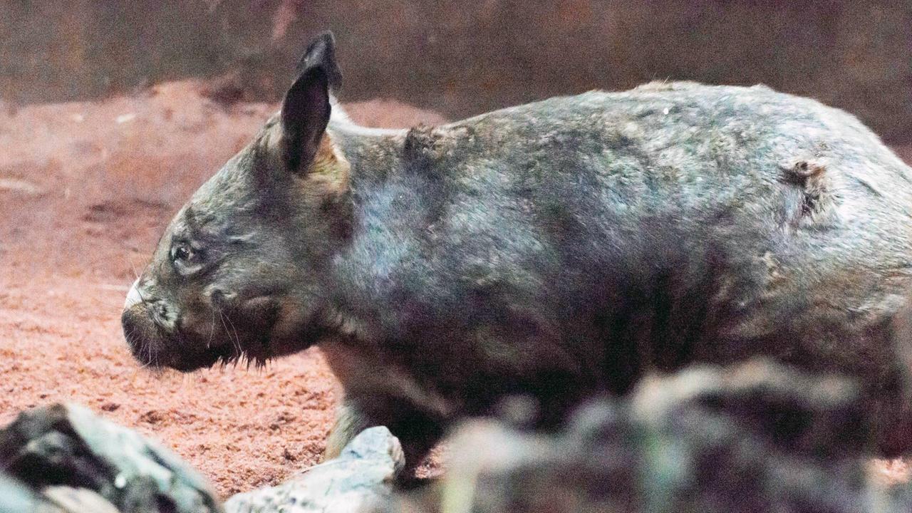 Südlicher Haarnasenwombat, Lasiorhinus latifrons Südlicher Haarnasenwombat, Lasiorhinus latifrons