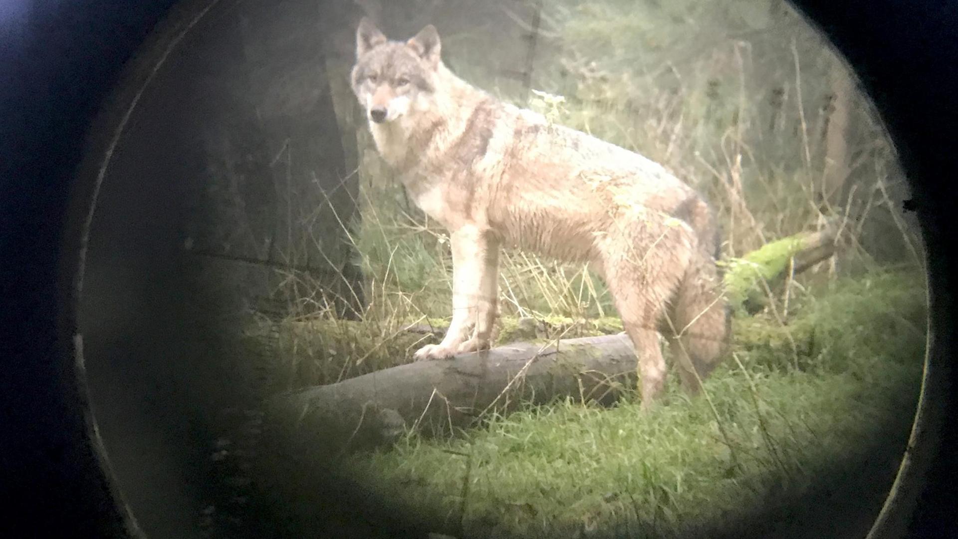 Ein Wolf im Wildpark, fotografiert durch ein Fernrohr Ein Wolf im Wildpark, fotografiert durch ein Fernrohr