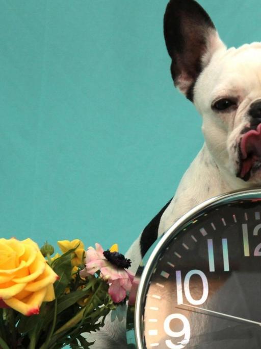 Ein kleiner Hund ist hinter einer großen Uhr zu sehen, daneben ein Blumenstrauß