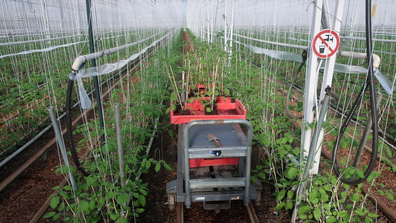 Tomatenpflanzen in einem Gewächshaus. Tomatenpflanzen in einem Gewächshaus.