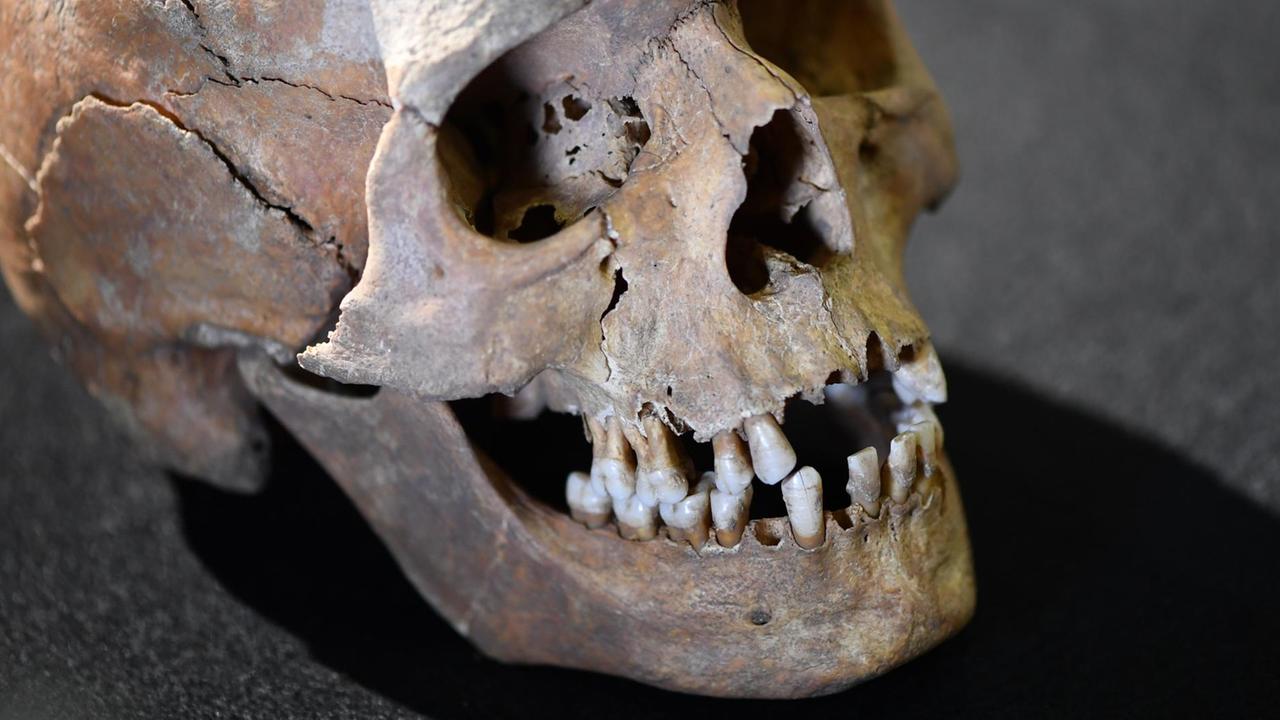Ein menschlicher Schädel, der auf einem ehemaligen Klostergelände in Lorsch gefunden wurde.
