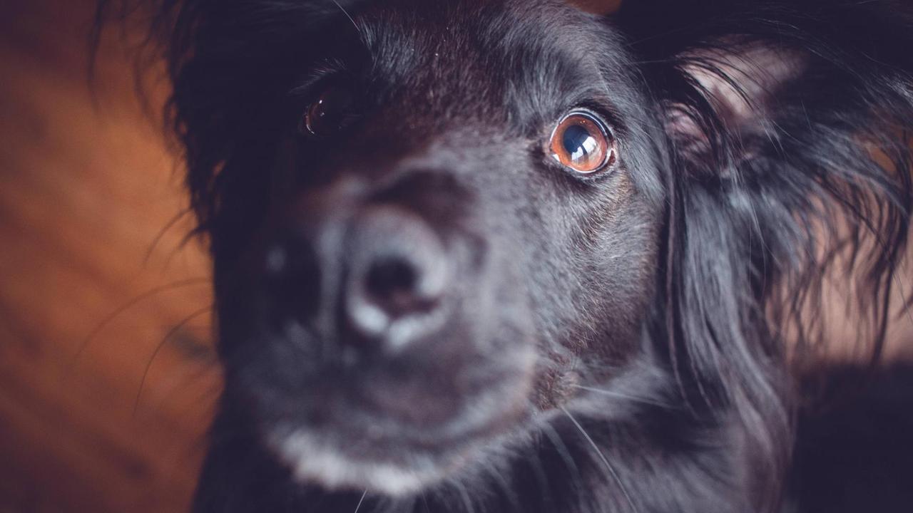 Ein Hund blickt aufmerksam Ein Hund blickt aufmerksam