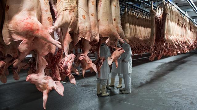 Frisch geschlachtete Schweine, Schlachtbetrieb hängen am 27.09.2017 in einem Kühlhaus des Fleischunternehmens Tönnies in Rheda-Wiedenbrück (Nordrhein-Westfalen).