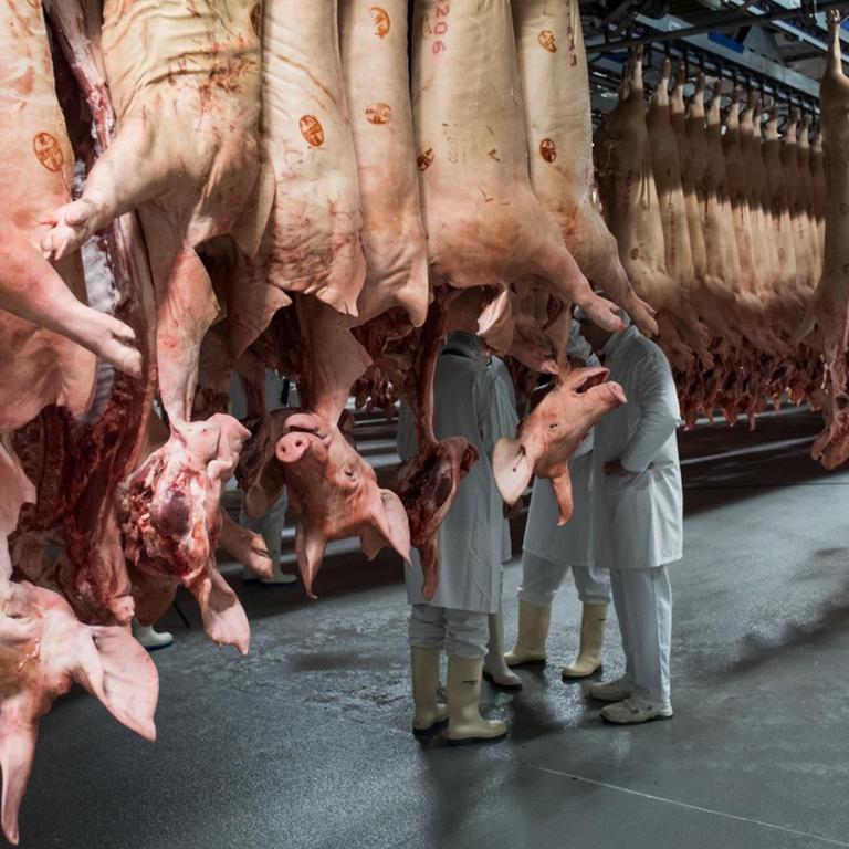 Frisch geschlachtete Schweine, Schlachtbetrieb hängen am 27.09.2017 in einem Kühlhaus des Fleischunternehmens Tönnies in Rheda-Wiedenbrück (Nordrhein-Westfalen).