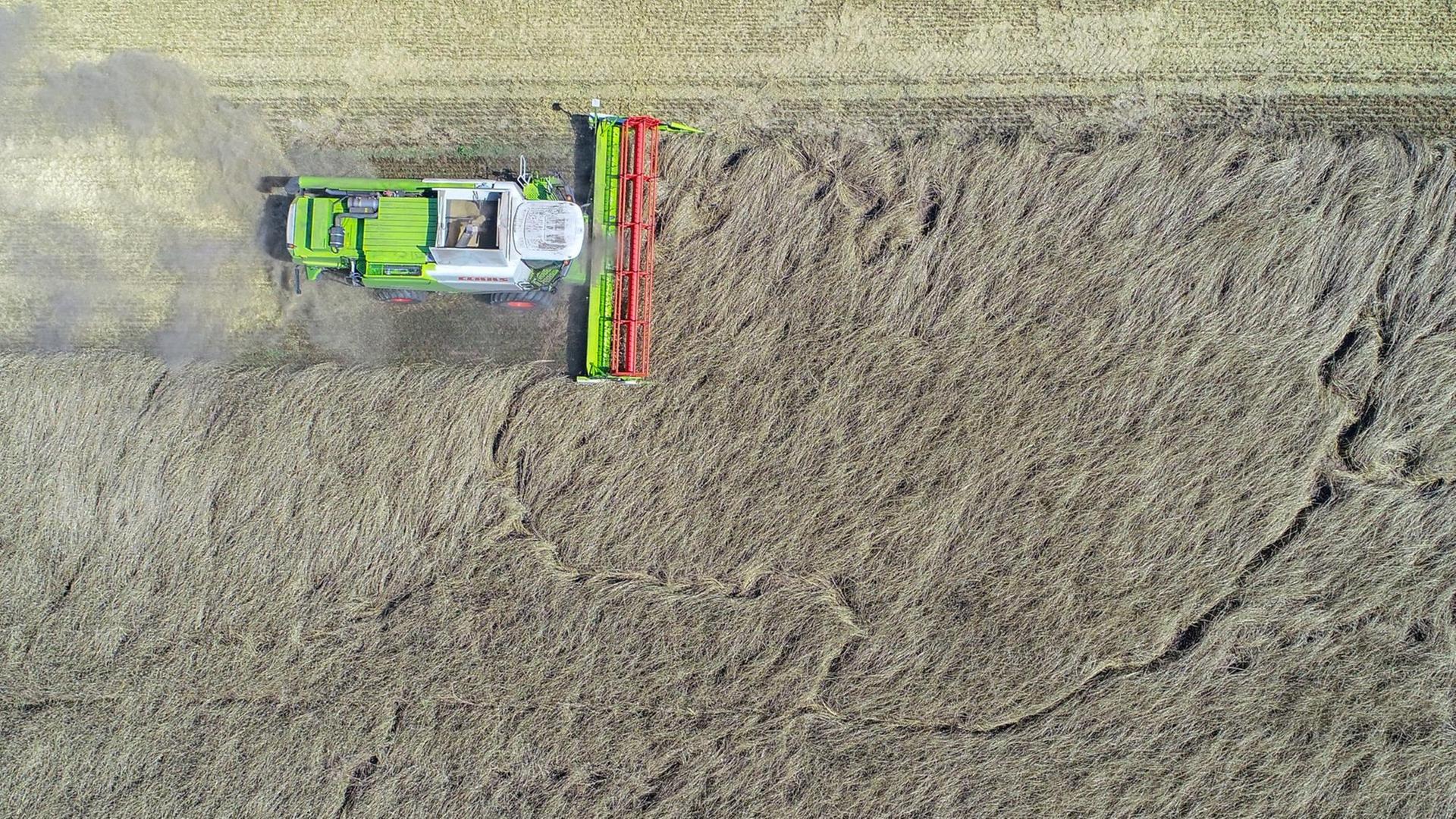 21.07.2018, Brandenburg, Worin: Ein Mähdrescher erntet Winterroggen auf einem Feld des Präsidenten des Landesbauernverbandes Brandenburg, Wendorff (Luftaufnahme mit einer Drohne). Brandenburgs Landwirte haben sich nach der wochenlangen Hitze und der andauernden Trockenheit erste Überblicke über Ernteschäden verschafft. «Unsere Befürchtungen haben sich bestätigt», sagte Wendorff. Stellenweise liege der Ertrag bei nur noch 50 Prozent eines normalen Jahres. Die Verluste auf den Äckern in der «märkischen Streusandbüchse» mit humusarmen sandigen Böden seien nach ersten Befragungen immens. 21.07.2018, Brandenburg, Worin: Ein Mähdrescher erntet Winterroggen auf einem Feld des Präsidenten des Landesbauernverbandes Brandenburg, Wendorff (Luftaufnahme mit einer Drohne). Brandenburgs Landwirte haben sich nach der wochenlangen Hitze und der andauernden Trockenheit erste Überblicke über Ernteschäden verschafft. «Unsere Befürchtungen haben sich bestätigt», sagte Wendorff. Stellenweise liege der Ertrag bei nur noch 50 Prozent eines normalen Jahres. Die Verluste auf den Äckern in der «märkischen Streusandbüchse» mit humusarmen sandigen Böden seien nach ersten Befragungen immens.