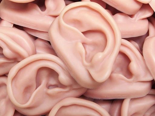 Nachbildungen menschlicher Ohren, aufgenommen bei der Firma 3B Scientific in Hamburg am 27.5.2003.