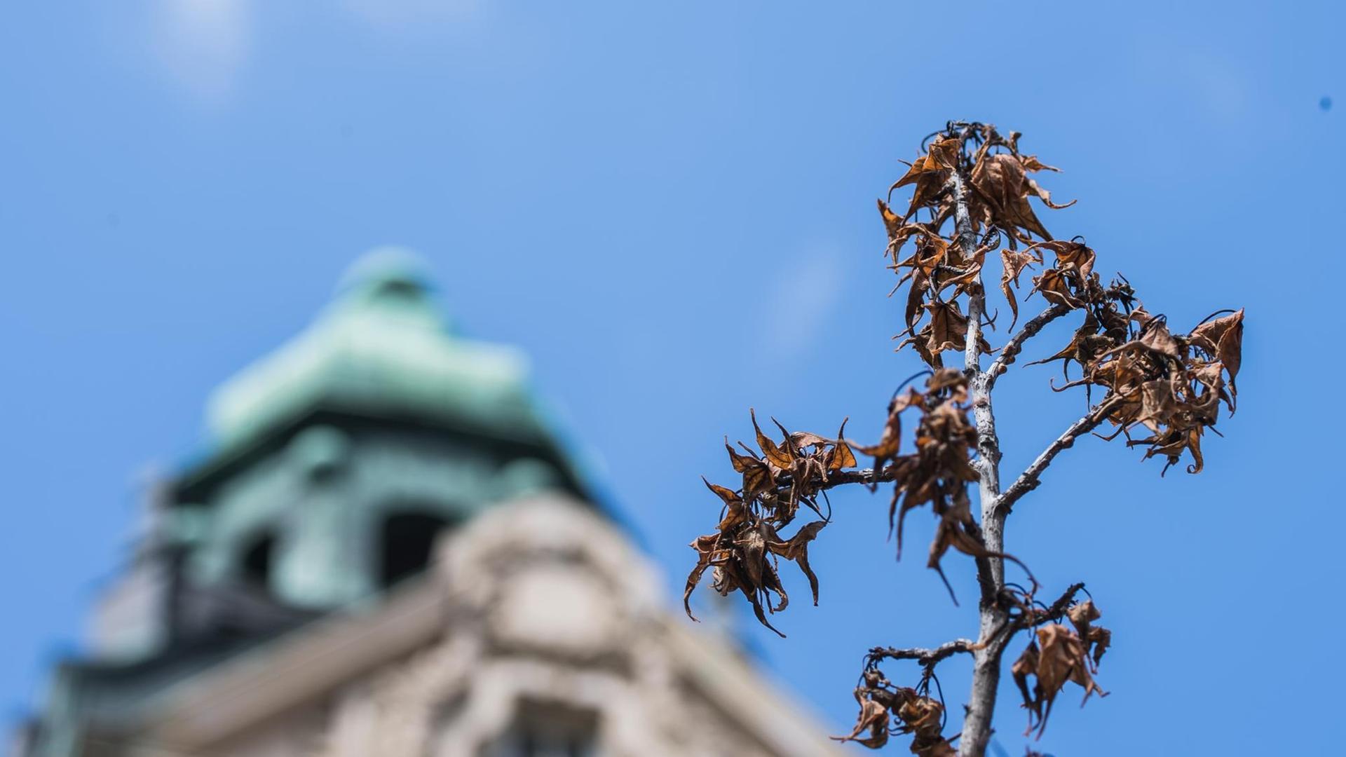 Der Ast eines vertrocknenden Baumes steht vor der Fassade eines Altbaus in Wiesbaden. Der Ast eines vertrocknenden Baumes steht vor der Fassade eines Altbaus in Wiesbaden.