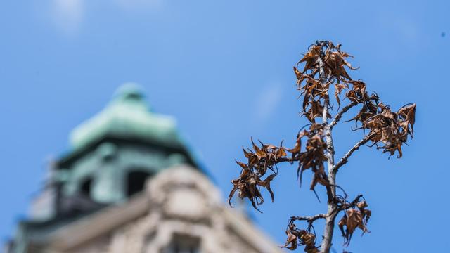 Der Ast eines vertrocknenden Baumes steht vor der Fassade eines Altbaus in Wiesbaden.