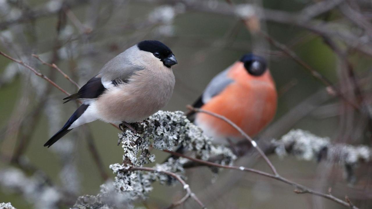 Ein Dompfaff-Paar sitzt in einem Baum. Ein Dompfaff-Paar sitzt in einem Baum.