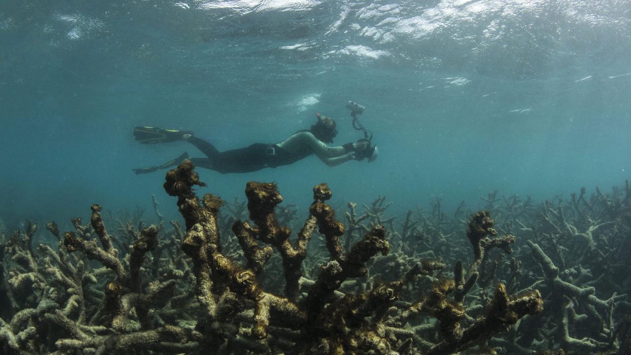 Great Barrier Reef, Auswirkungen des "Bleaching" Great Barrier Reef, Auswirkungen des "Bleaching"