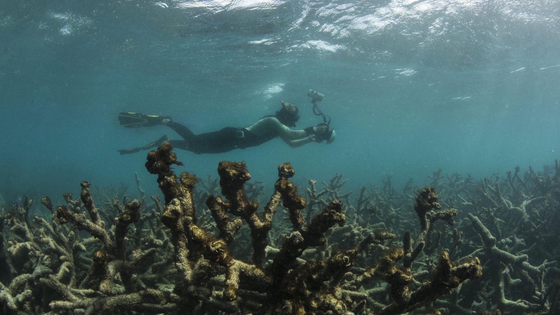 Aufnahmen des Great Barrier Reefs in Australien. Aufnahmen des Great Barrier Reefs in Australien.