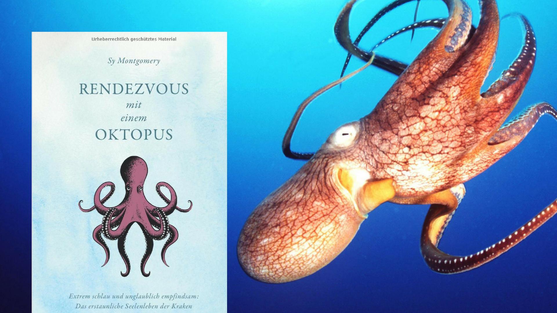 Buchcover: "Rendezvous mit einem Oktopus" Buchcover: "Rendezvous mit einem Oktopus"