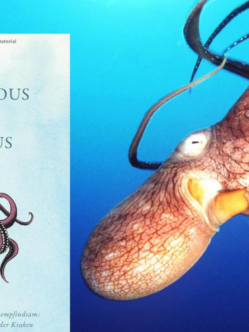 Buchcover: "Rendezvous mit einem Oktopus"