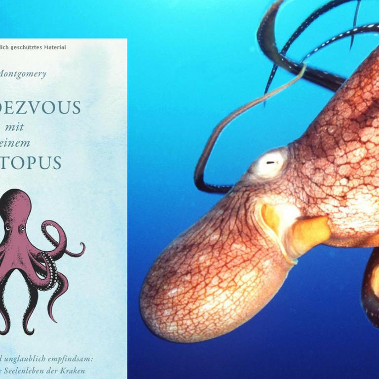 Bücher über Kraken – Wie der Kuss eines Unbekannten