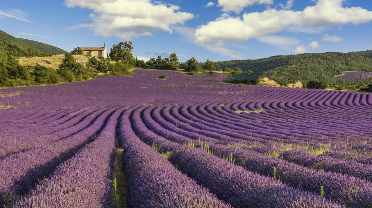 Ein Totsle zeigt das satte lila eines blühenden Lavendelfelds in den provenzialischen Montagne de Lure, Departament  Vaucluse. 