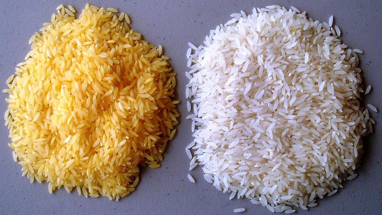 Genfood als Mittel gegen den Welthunger? Sogenannter "Goldener Reis" (l) soll Mangelerscheinungen bei Menschen in Entwicklungsländern vorbeugen. Die auch in Deutschland legale Spekulation auf Lebensmitteln geht dessen ungehindert weiter Genfood als Mittel gegen den Welthunger? Sogenannter "Goldener Reis" (l) soll Mangelerscheinungen bei Menschen in Entwicklungsländern vorbeugen. Die auch in Deutschland legale Spekulation auf Lebensmitteln geht dessen ungehindert weiter