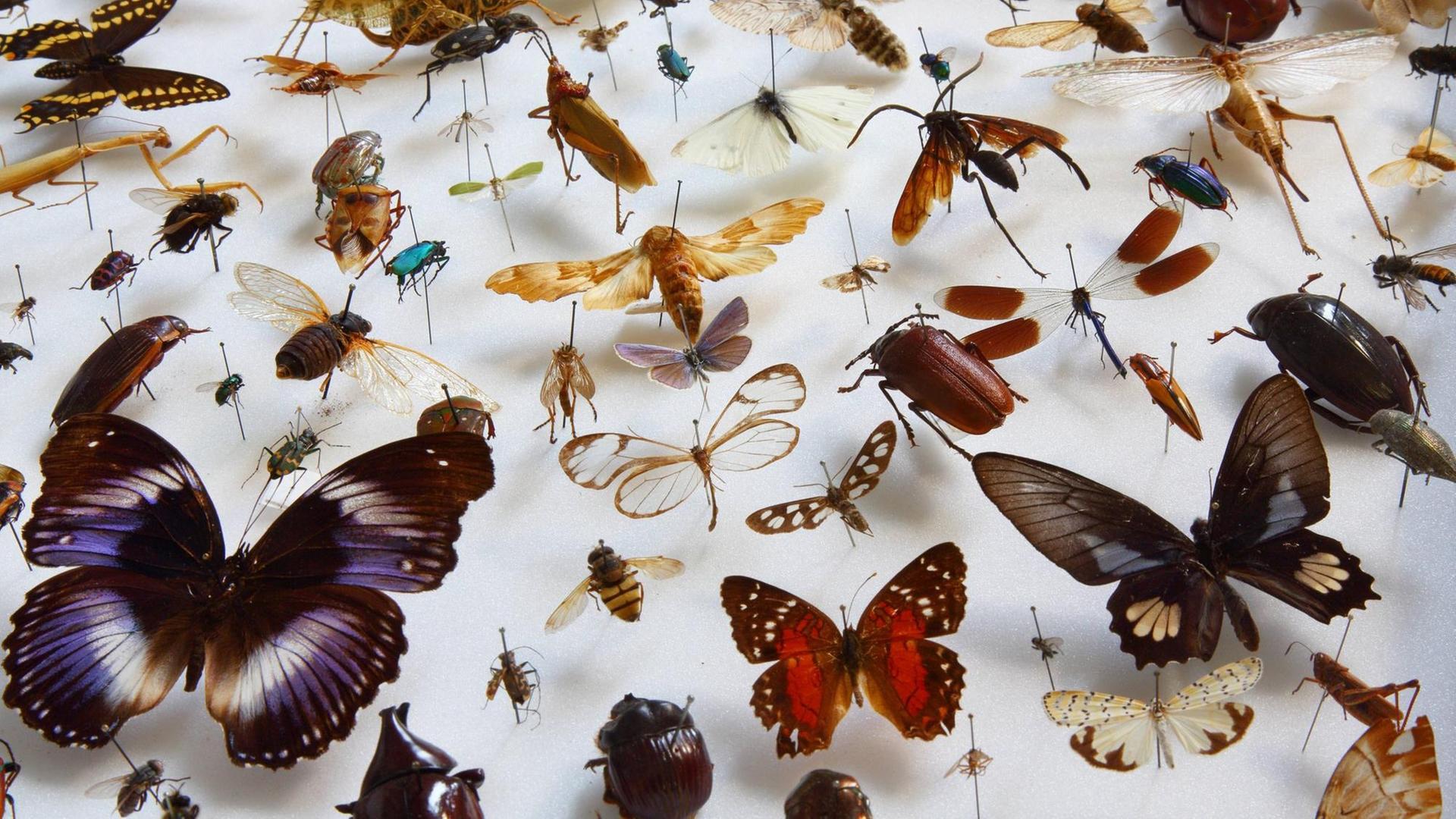 Eine Vielfalt von Insekten aus der Sammlung des Museums fuer Naturkunde in Berlin (Foto vom 20.02.2019). Eine Vielfalt von Insekten aus der Sammlung des Museums fuer Naturkunde in Berlin (Foto vom 20.02.2019).