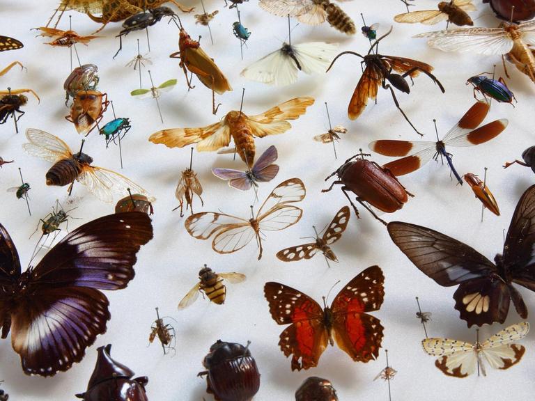 Eine Vielfalt von Insekten aus der Sammlung des Museums fuer Naturkunde in Berlin (Foto vom 20.02.2019).