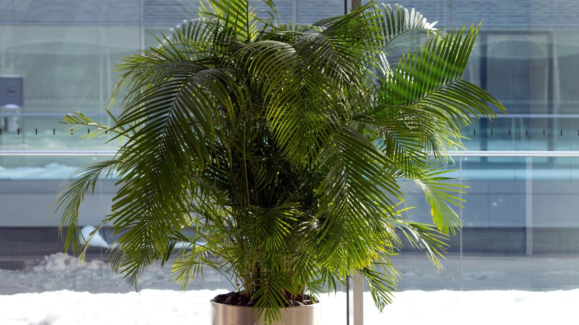 Eine Areca Palme (Dypsis lutescens) oder auch Butterfly Palm steht in Berlin in der Sonne. Eine Areca Palme (Dypsis lutescens) oder auch Butterfly Palm steht in Berlin in der Sonne.