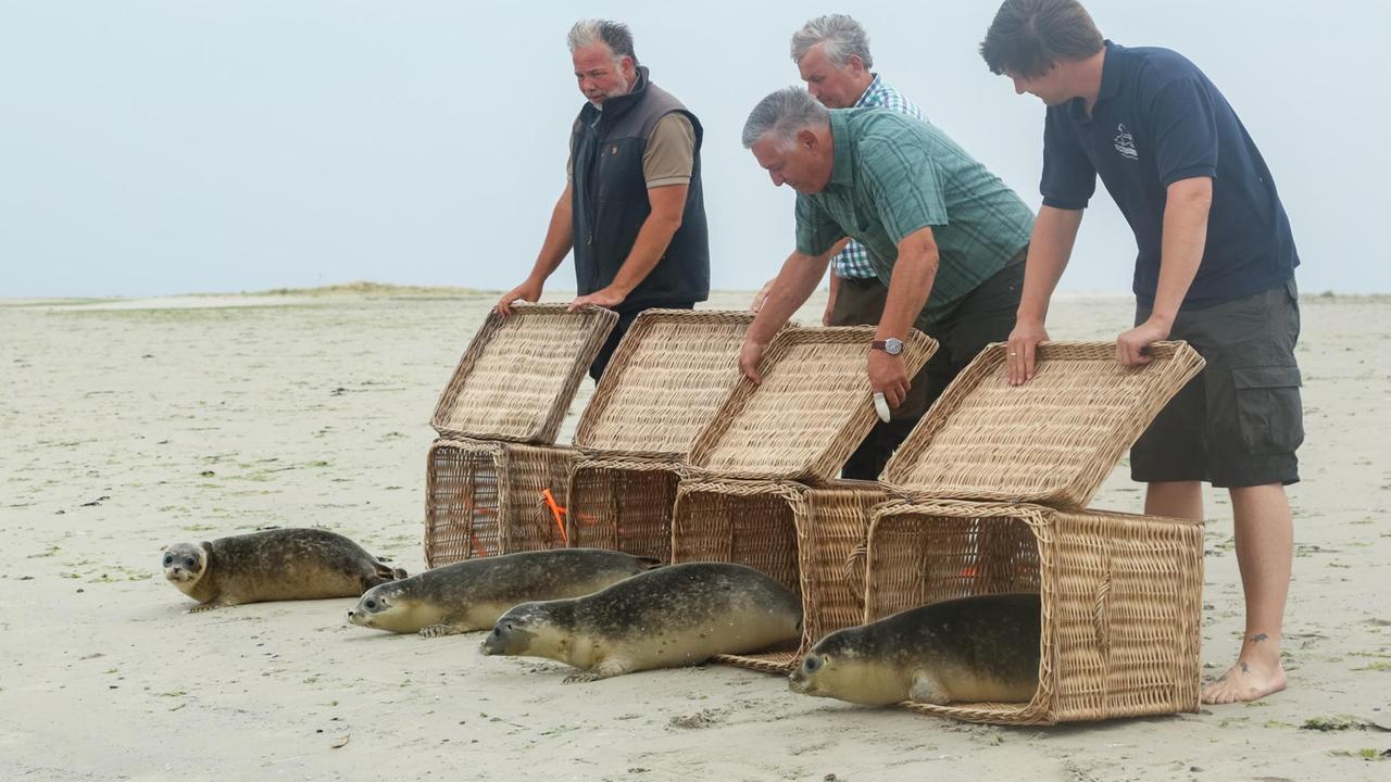 Mitarbeiter der Seehundstation Norddeich bringen vier junge Seehunde zur Auswilderung an den Strand der Nordseeinsel. 