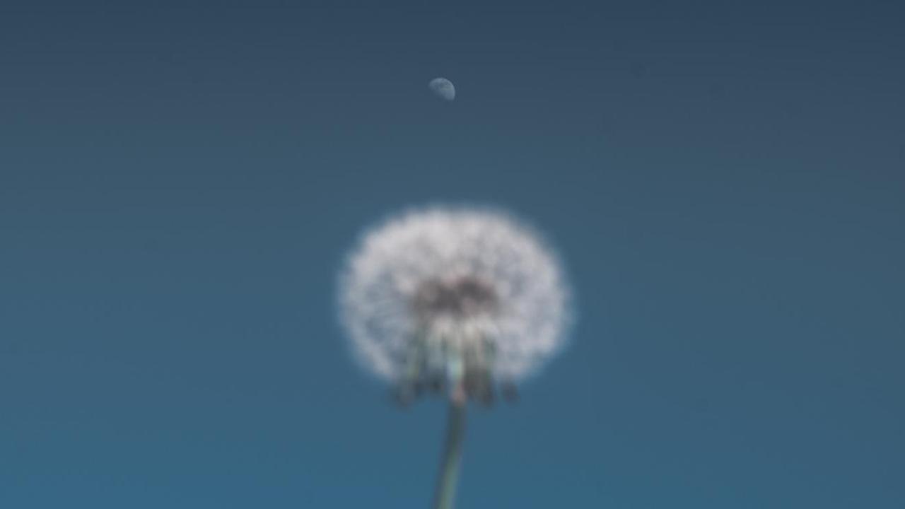 Im Vordergrund ist einer Pusteblume zu sehen. Dahinter, viel kleiner, ein Halb-Mond. Im Vordergrund ist einer Pusteblume zu sehen. Dahinter, viel kleiner, ein Halb-Mond.