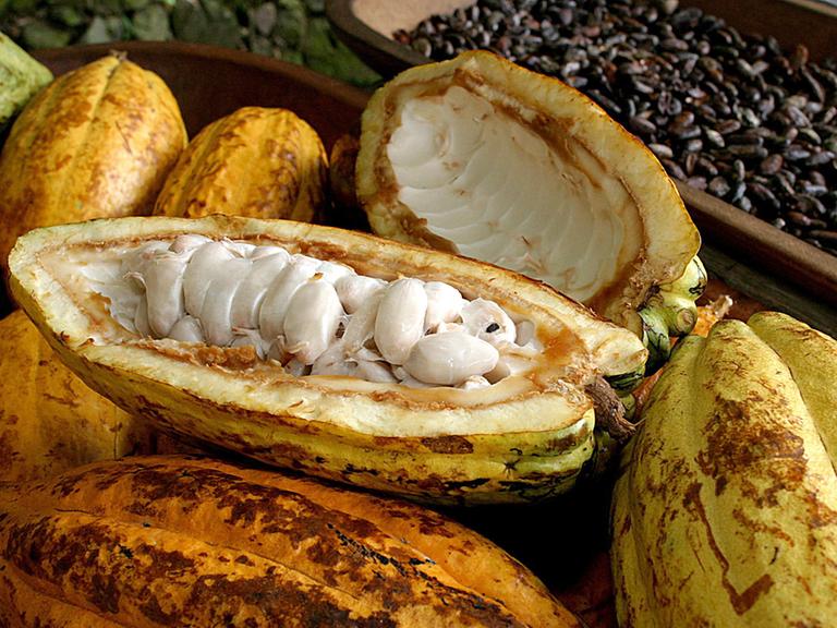 Oft kein Zuckerschlecken: die Arbeit auf einer Kakaoplantage