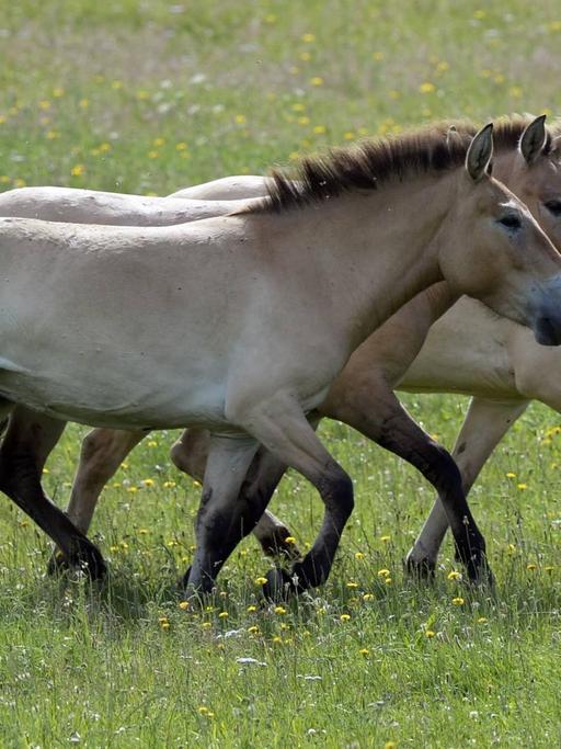 Vier Przewalski-Pferde auf einer Weide in Tschechien