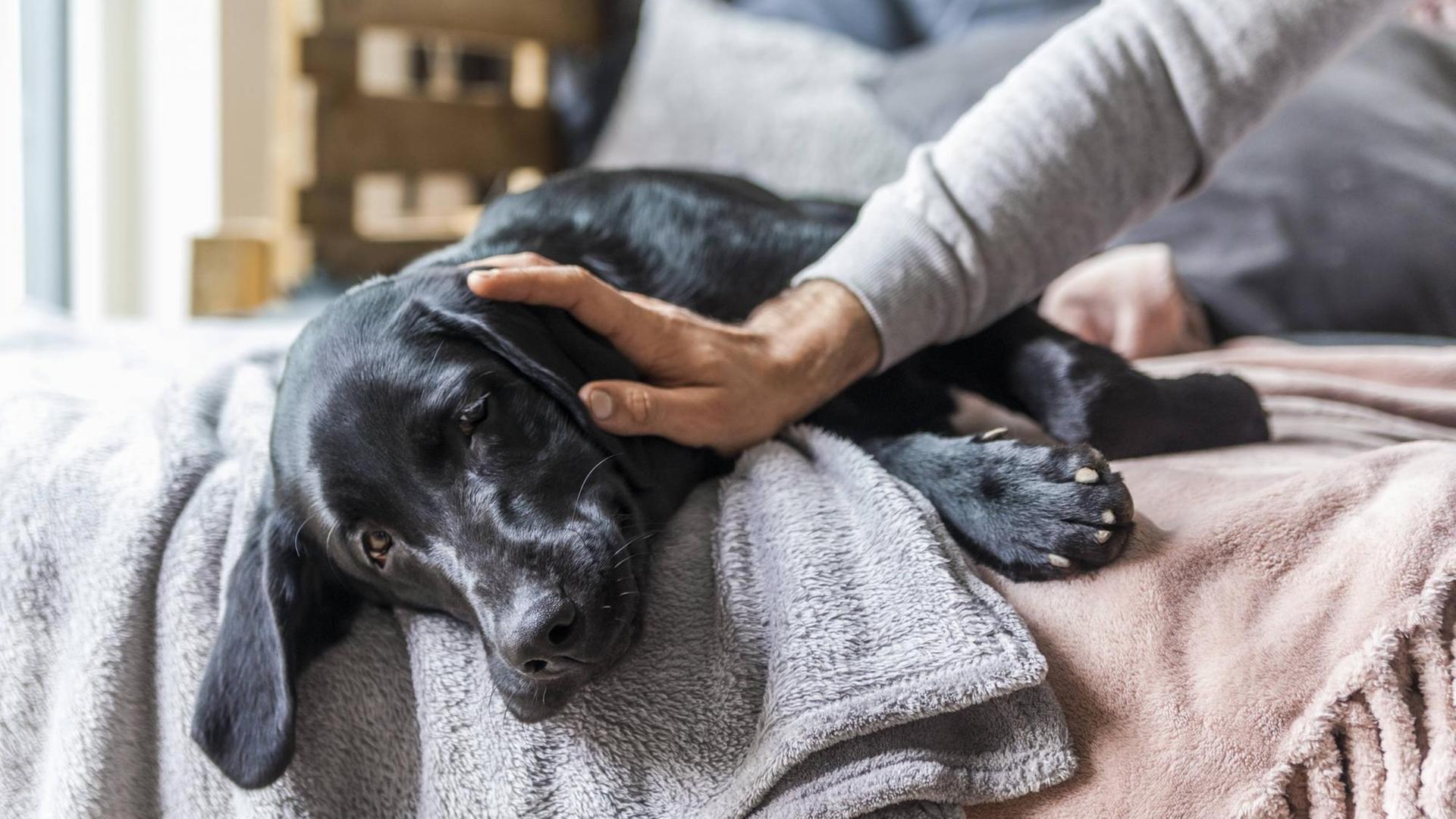 Zu sehen ist der Arm eines Mannes, der einen auf dem Sofa liegenden Hund streichelt. Zu sehen ist der Arm eines Mannes, der einen auf dem Sofa liegenden Hund streichelt.