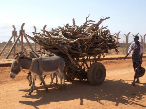 Ein Zaun mit Stacheldraht an Kenias Grenze zu Somalia. Davor ein Karren mit Feuerholz, der von einem Esel gezogen wird.