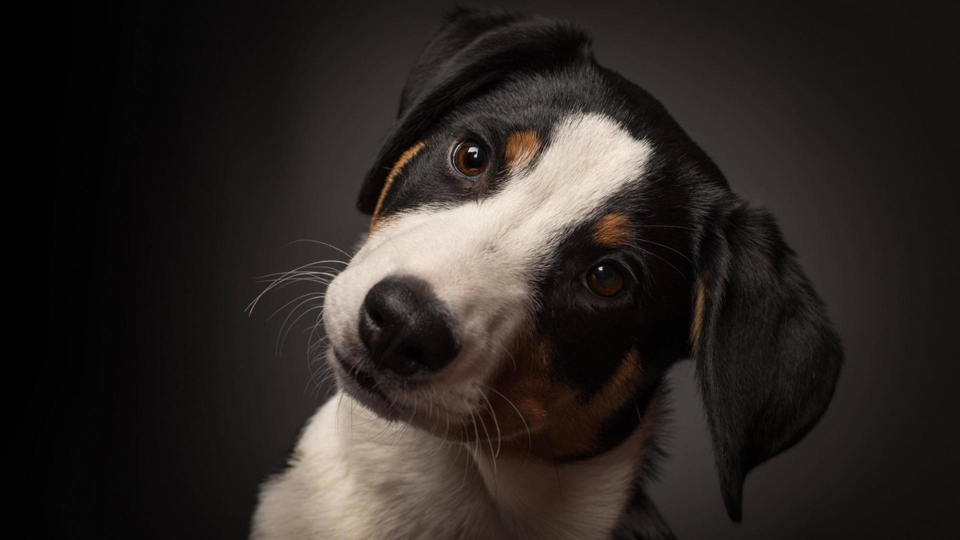 Ein Appenzeller Sennenhund Ein Appenzeller Sennenhund