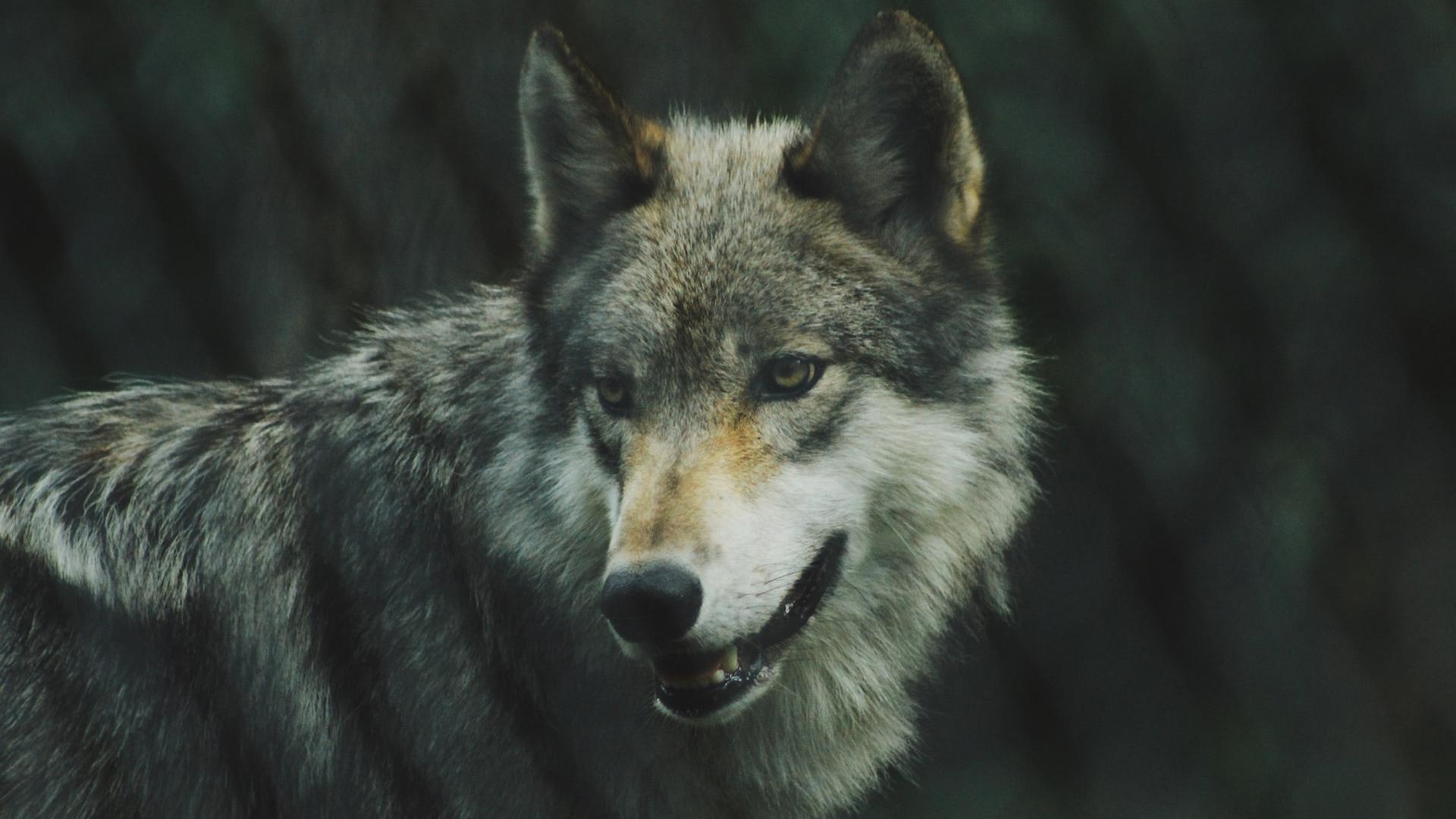 Wölfe ziehen durch eine Welt im Ausnahmezustand, und es ist nicht sicher, ob der Wolf einer ist, der in den Straßen mordet. Wölfe ziehen durch eine Welt im Ausnahmezustand, und es ist nicht sicher, ob der Wolf einer ist, der in den Straßen mordet.