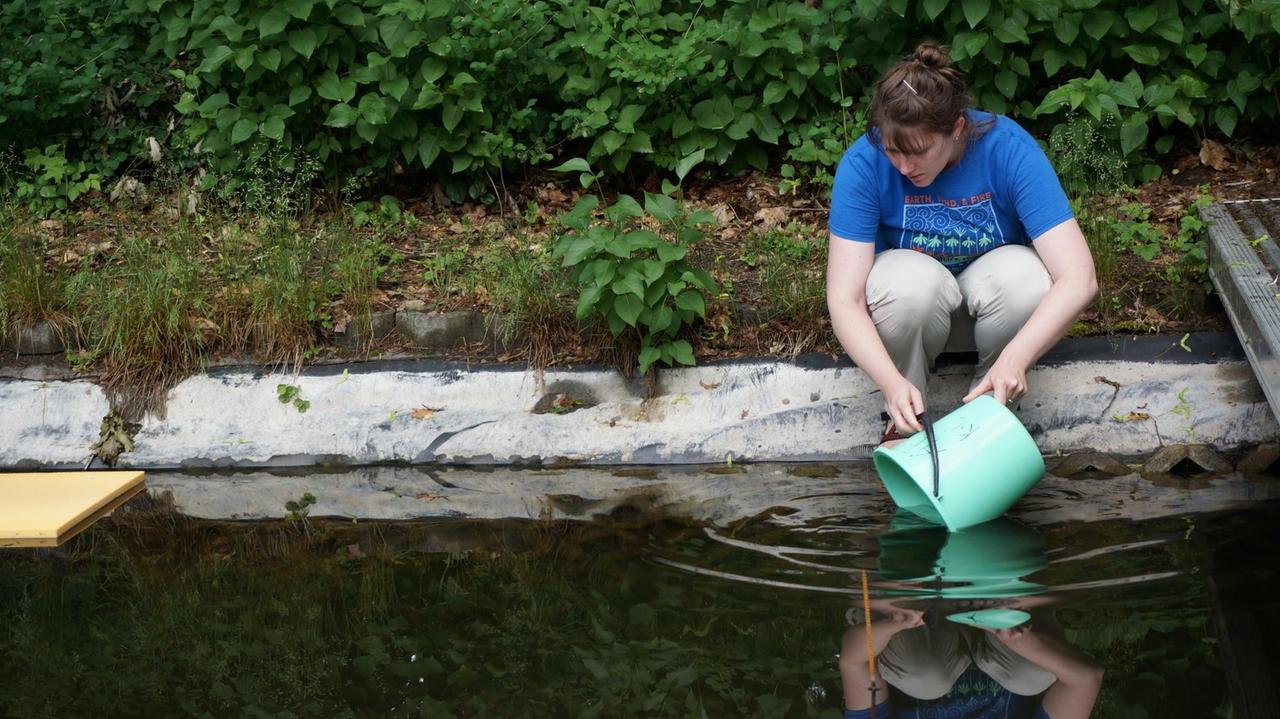 Kate Laskowski setzt die Barsche für das sechswöchige Experiment in den Versuchsteich aus Kate Laskowski setzt die Barsche für das sechswöchige Experiment in den Versuchsteich aus