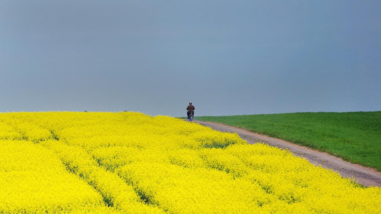 Ein Mopedfahrer fährt über einen Feldweg zwischen einem gelbem Rapsfeld und einer grünen Wiese bei Karsdorf (Sachsen) unter einem dunklen Himmel. Ein Mopedfahrer fährt über einen Feldweg zwischen einem gelbem Rapsfeld und einer grünen Wiese bei Karsdorf (Sachsen) unter einem dunklen Himmel.