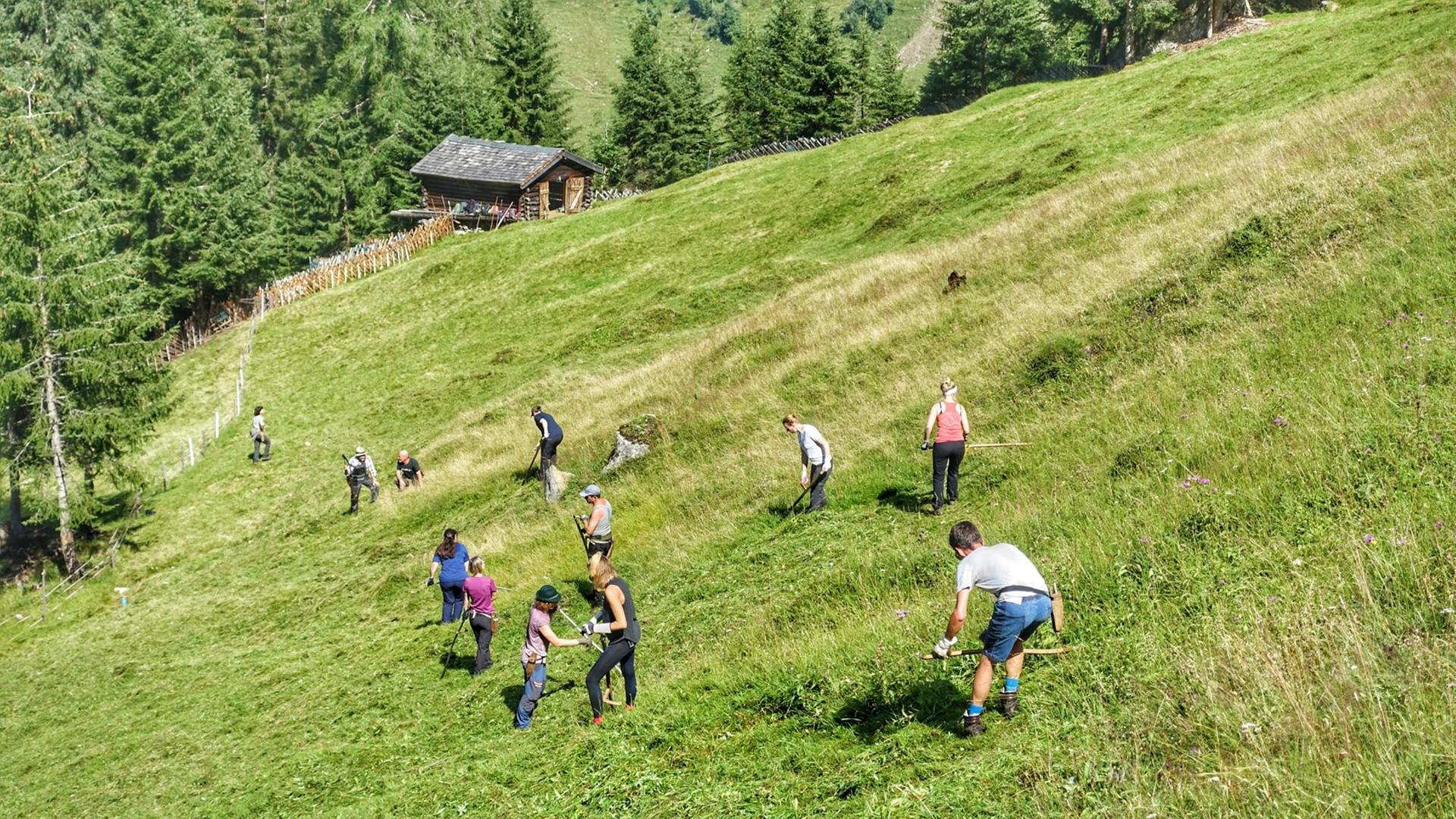 Auf einer Alm mäht eine Gruppe von Touristen mit Sensen eine Wiese. Auf einer Alm mäht eine Gruppe von Touristen mit Sensen eine Wiese.