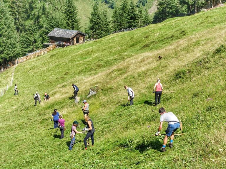 Auf einer Alm mäht eine Gruppe von Touristen mit Sensen eine Wiese.